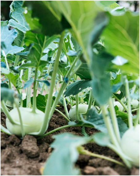 kohlrabi