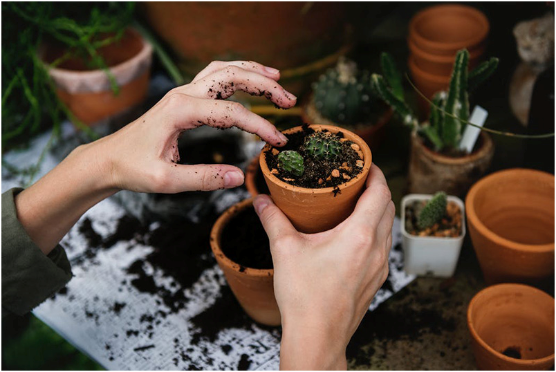 potting