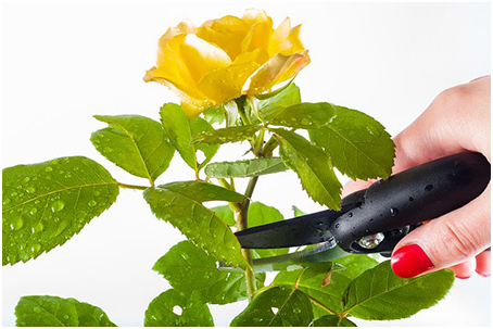 secateurs